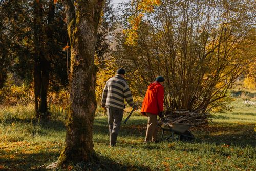 Free Two elderly men gather firewood in a serene autumn forest setting. Stock Photo