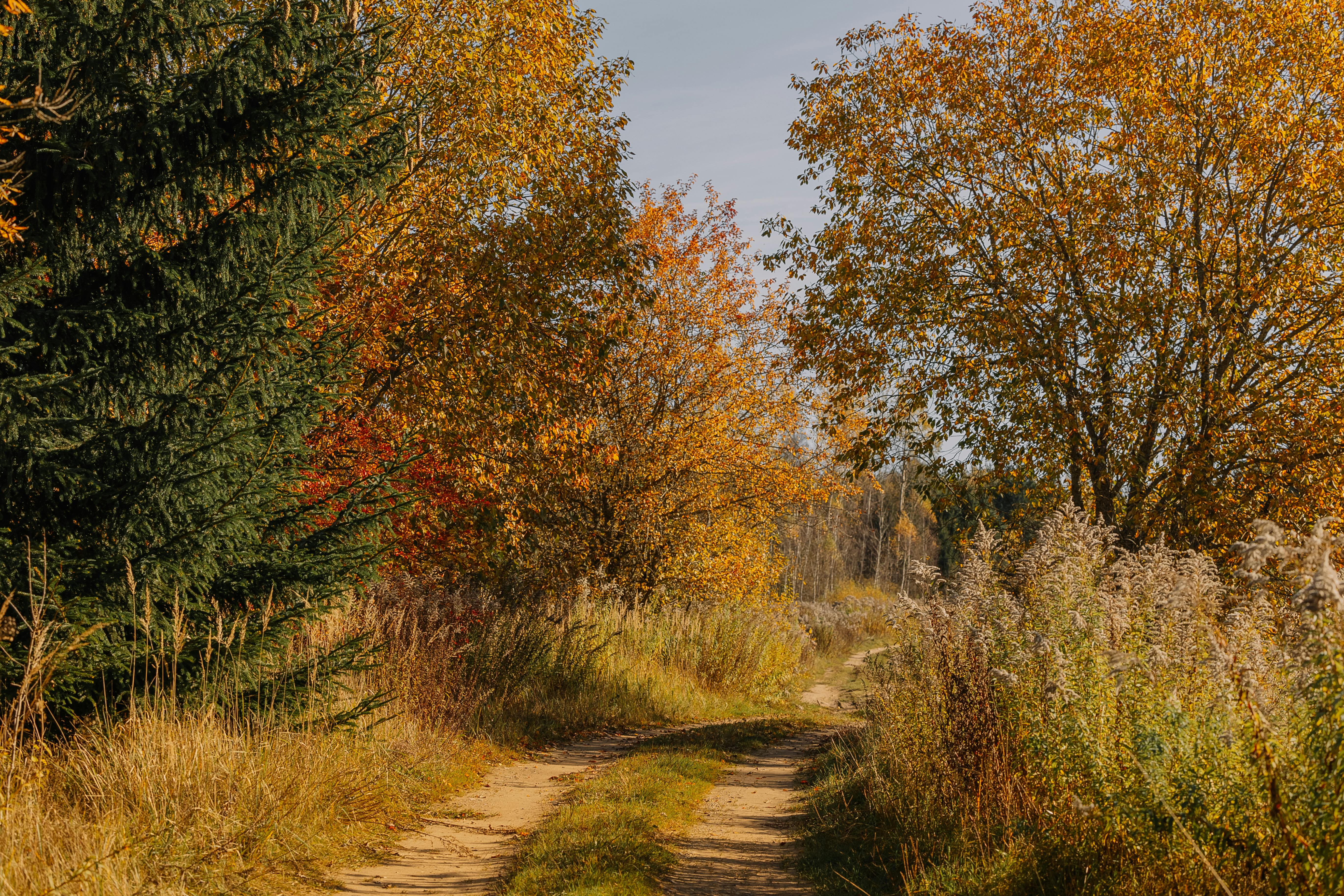 Healthspan White Paper: The Data-Driven Path to Longevity — Photo by Elina Volkova on Pexels