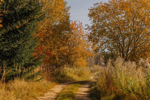 Free A peaceful dirt path surrounded by trees with colorful autumn leaves, capturing a tranquil fall scene. Stock Photo