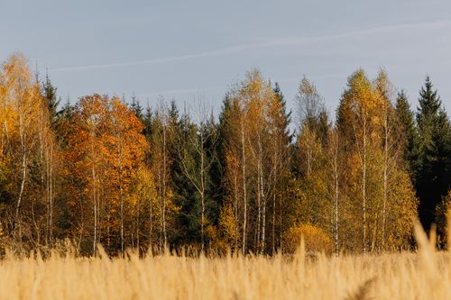 Free Vibrant autumn landscape featuring golden foliage and clear sky in a serene forest setting. Stock Photo