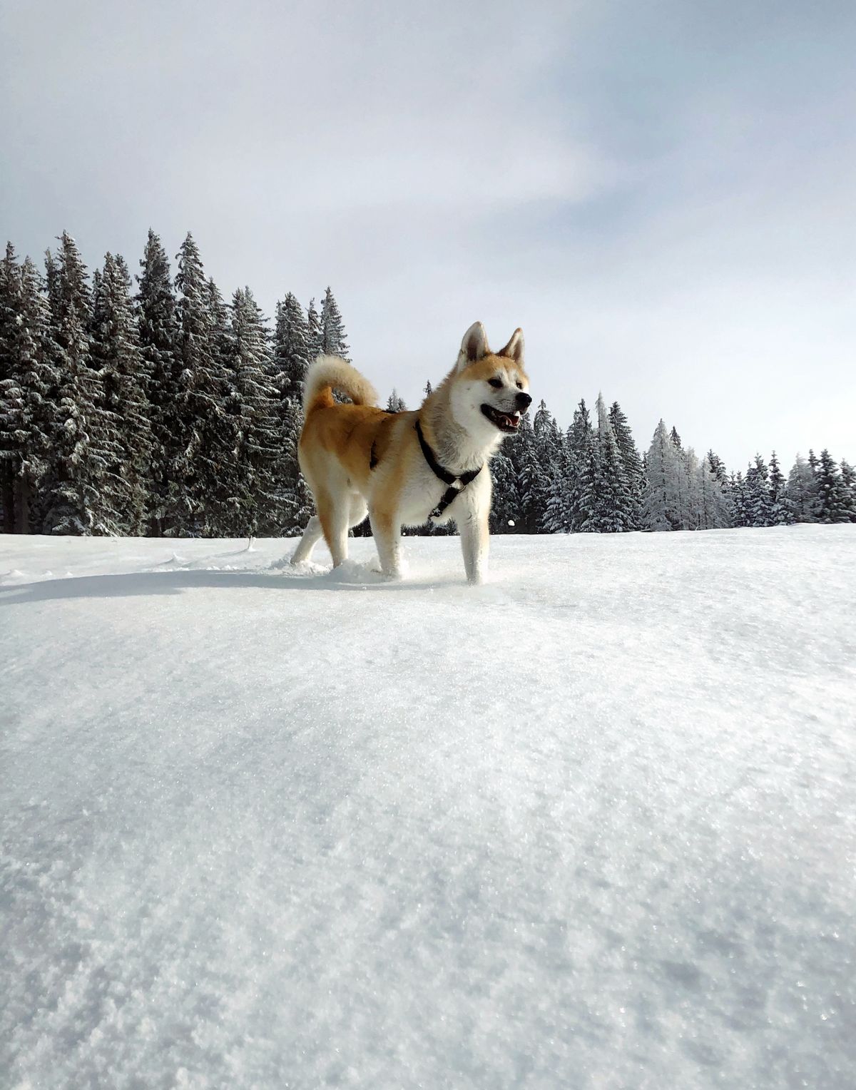 雪の森で遊ぶ秋田犬