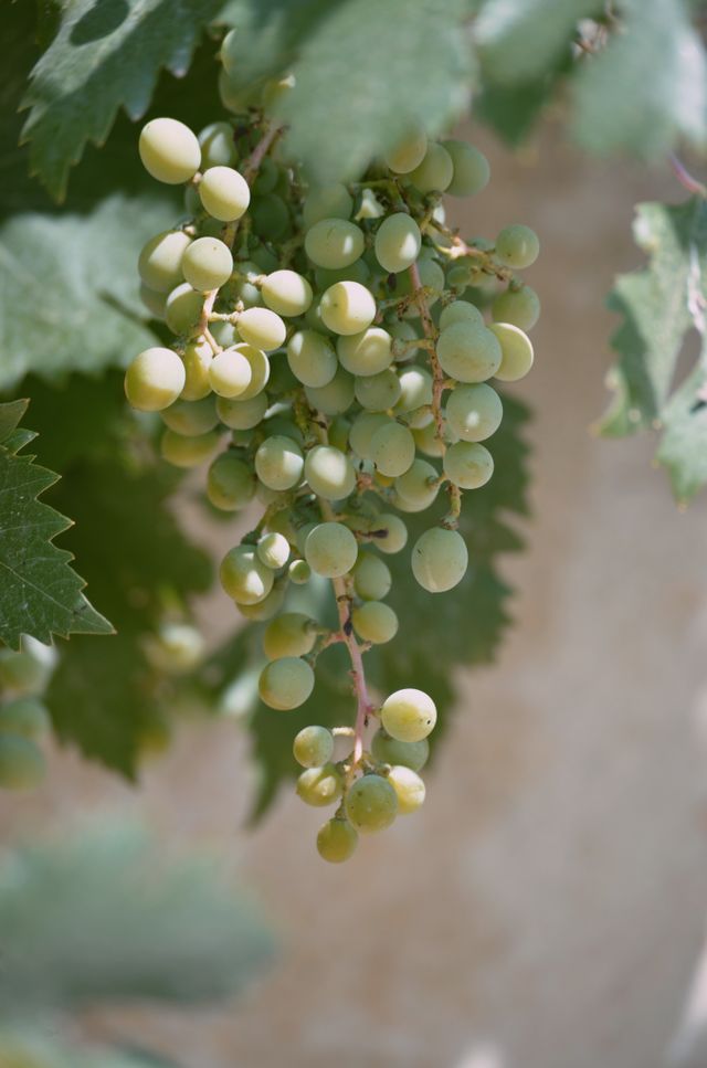 grape