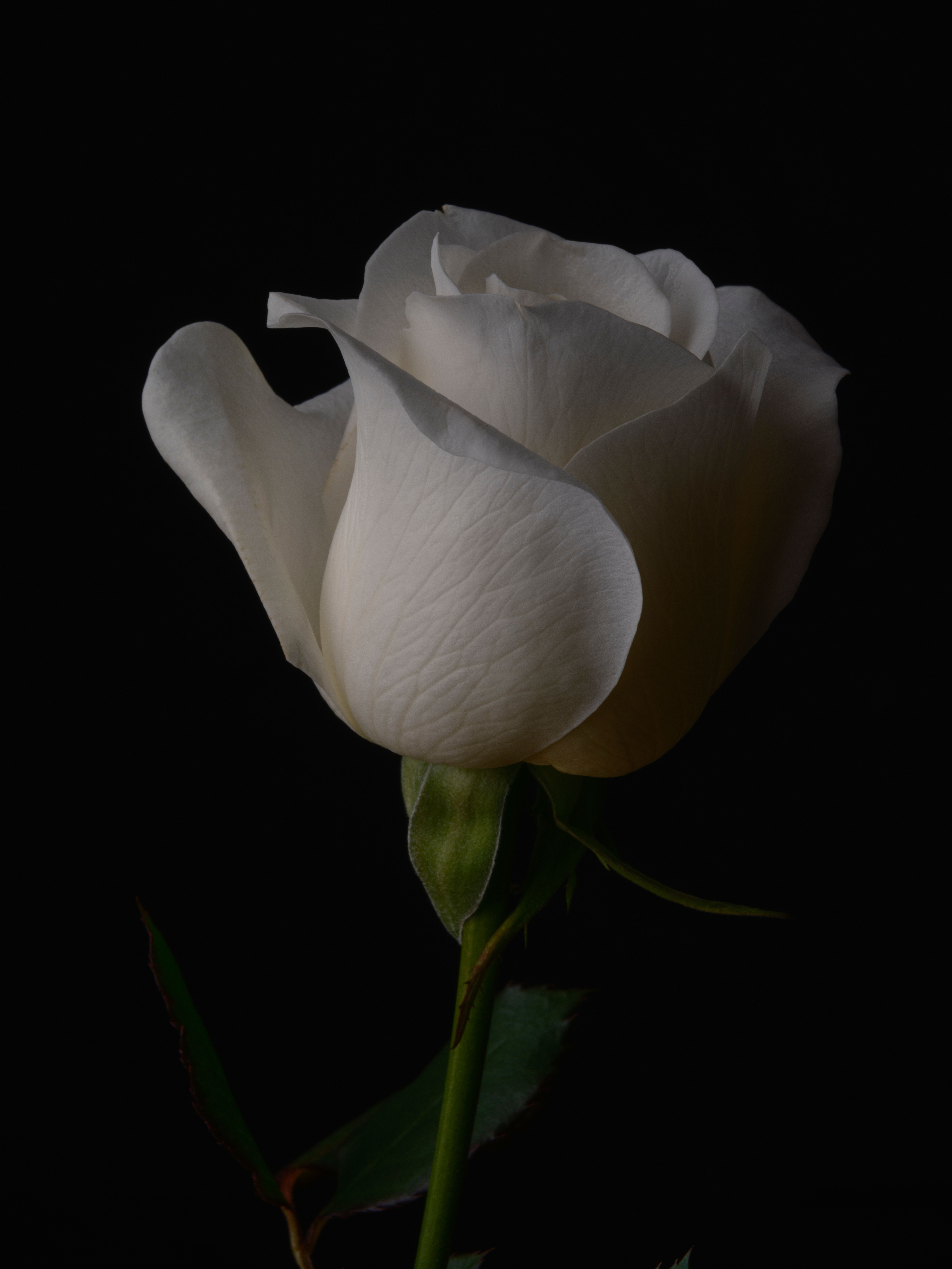 Elegant White Rose on Dark Background · Free Stock Photo