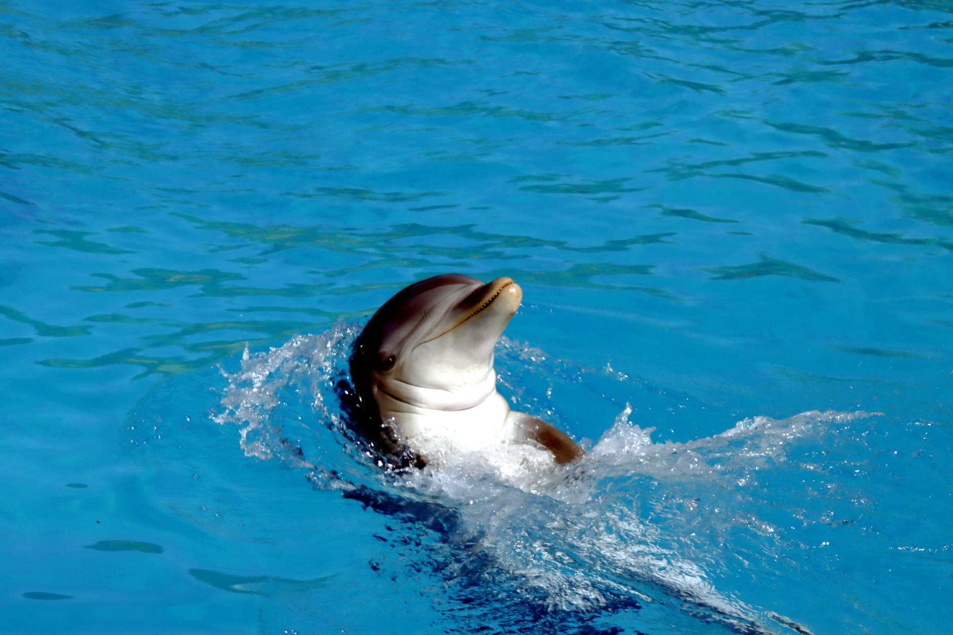 A dolphin joyfully playfully surfaces in a pool, surrounded by vibrant blue water.