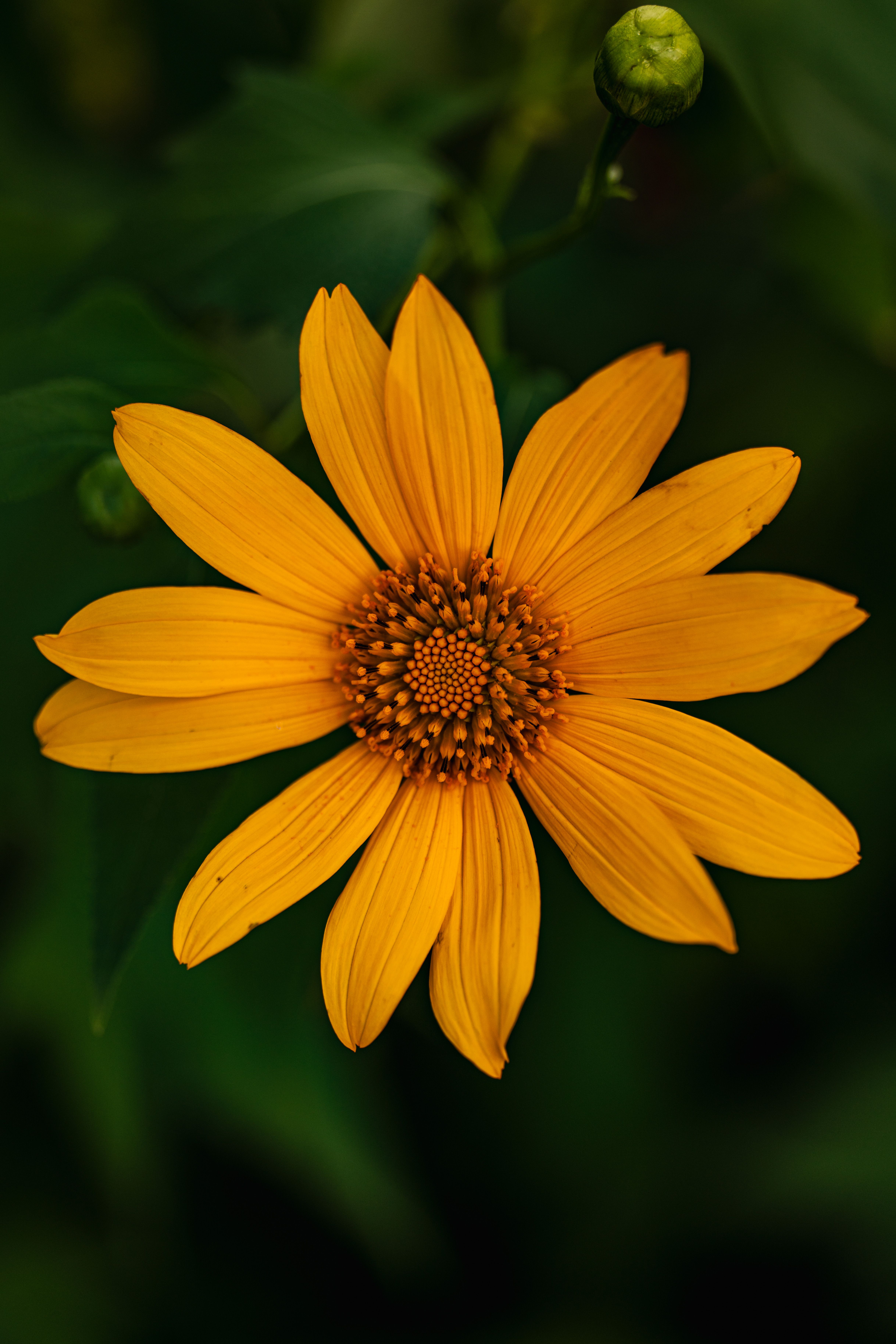 Fotomural Flor de color amarillo vivo que florece con un fondo verde exuberante.