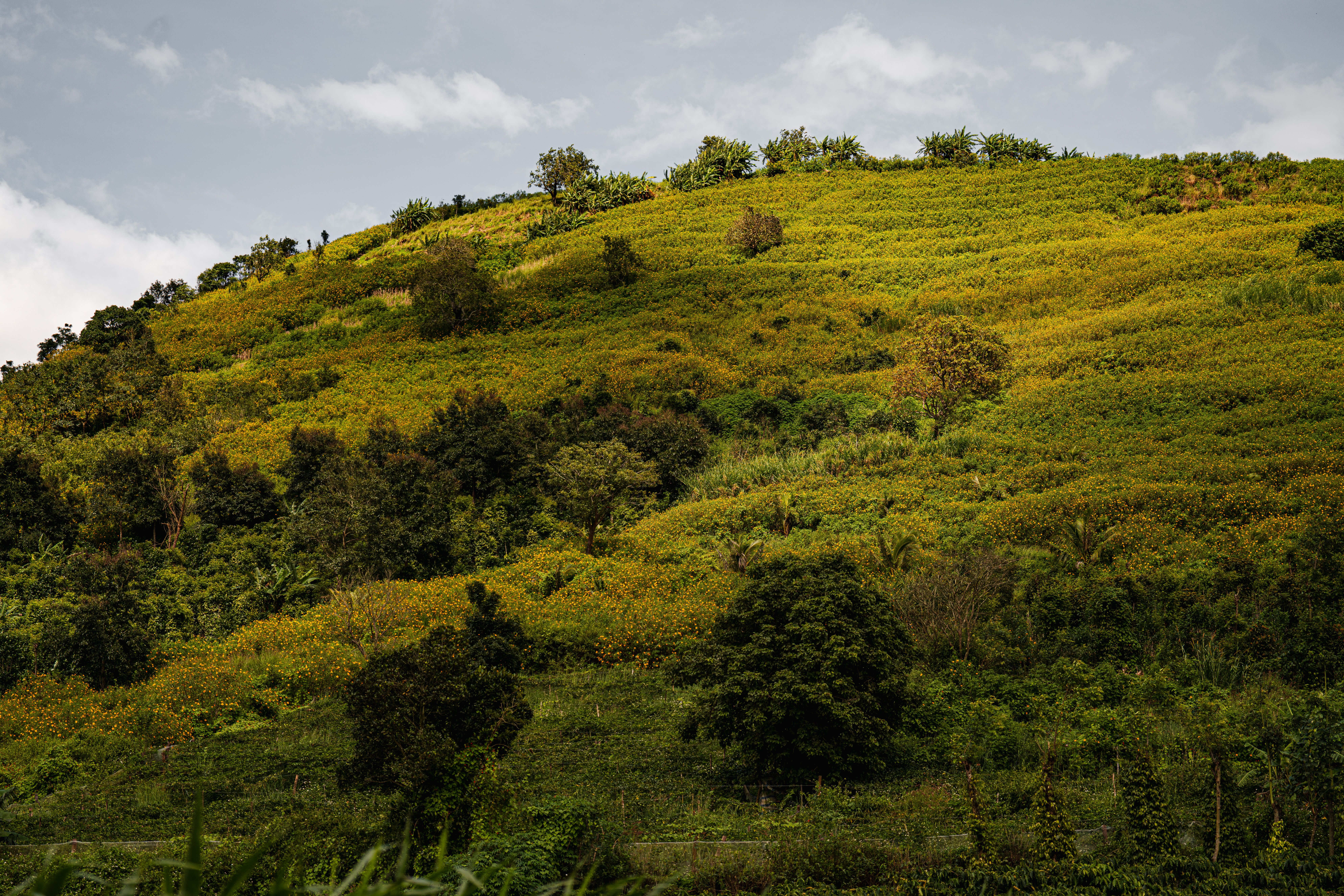 Lush Green Landscape with Rolling Hills · Free Stock Photo