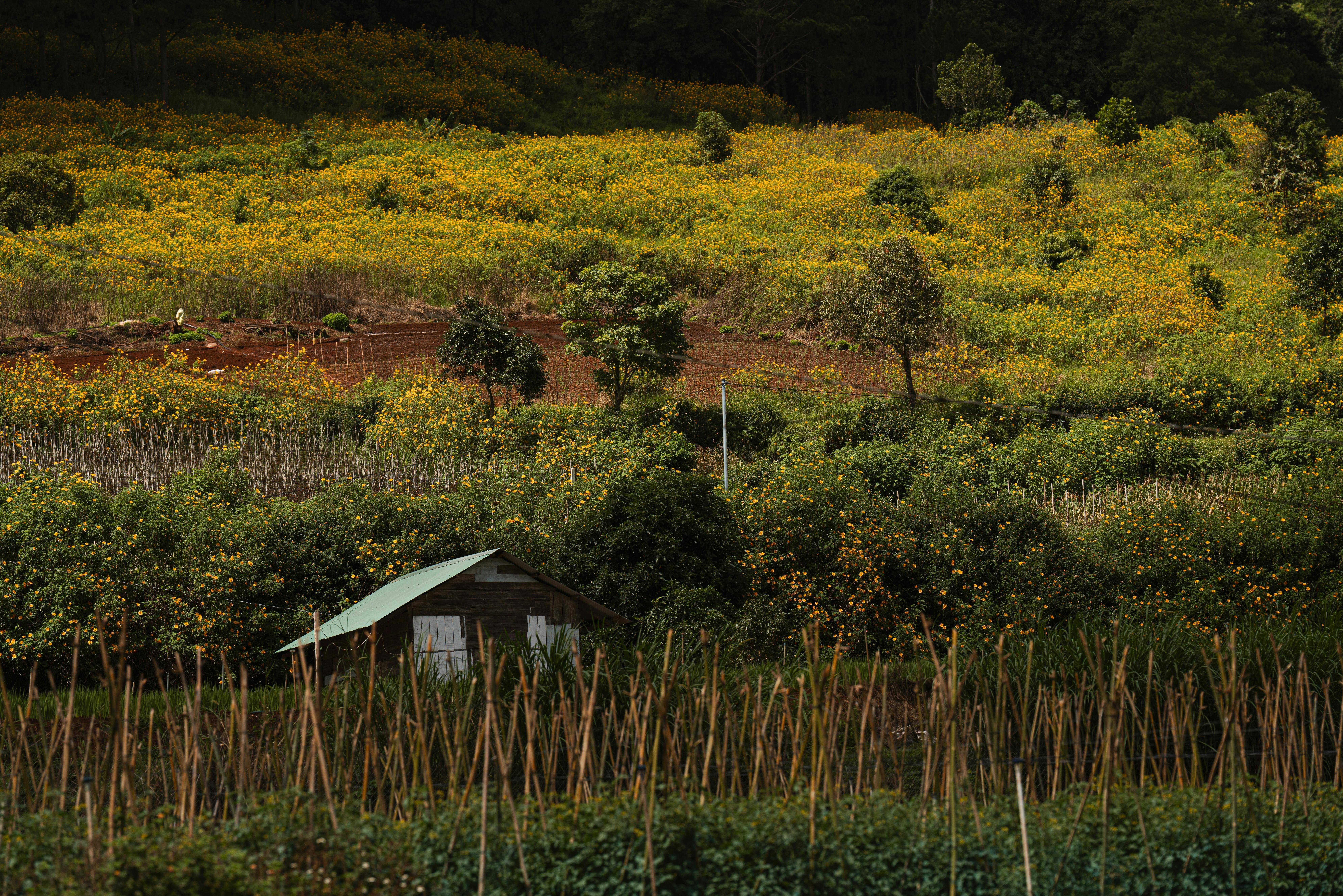 Lush fields of yellow flowers with a rustic house in Lam Dong, Vietnam.