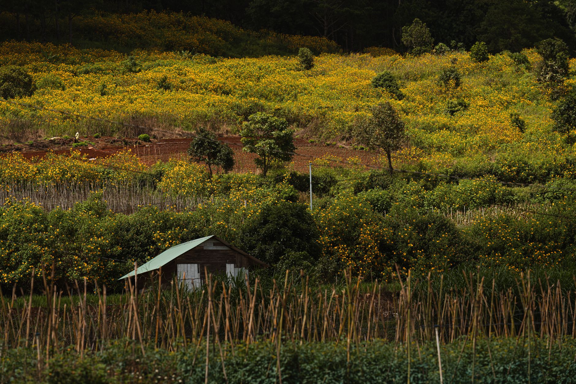 Lush fields of yellow flowers with a rustic house in Lam Dong, Vietnam.