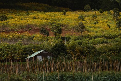Free Lush fields of yellow flowers with a rustic house in Lam Dong, Vietnam. Stock Photo