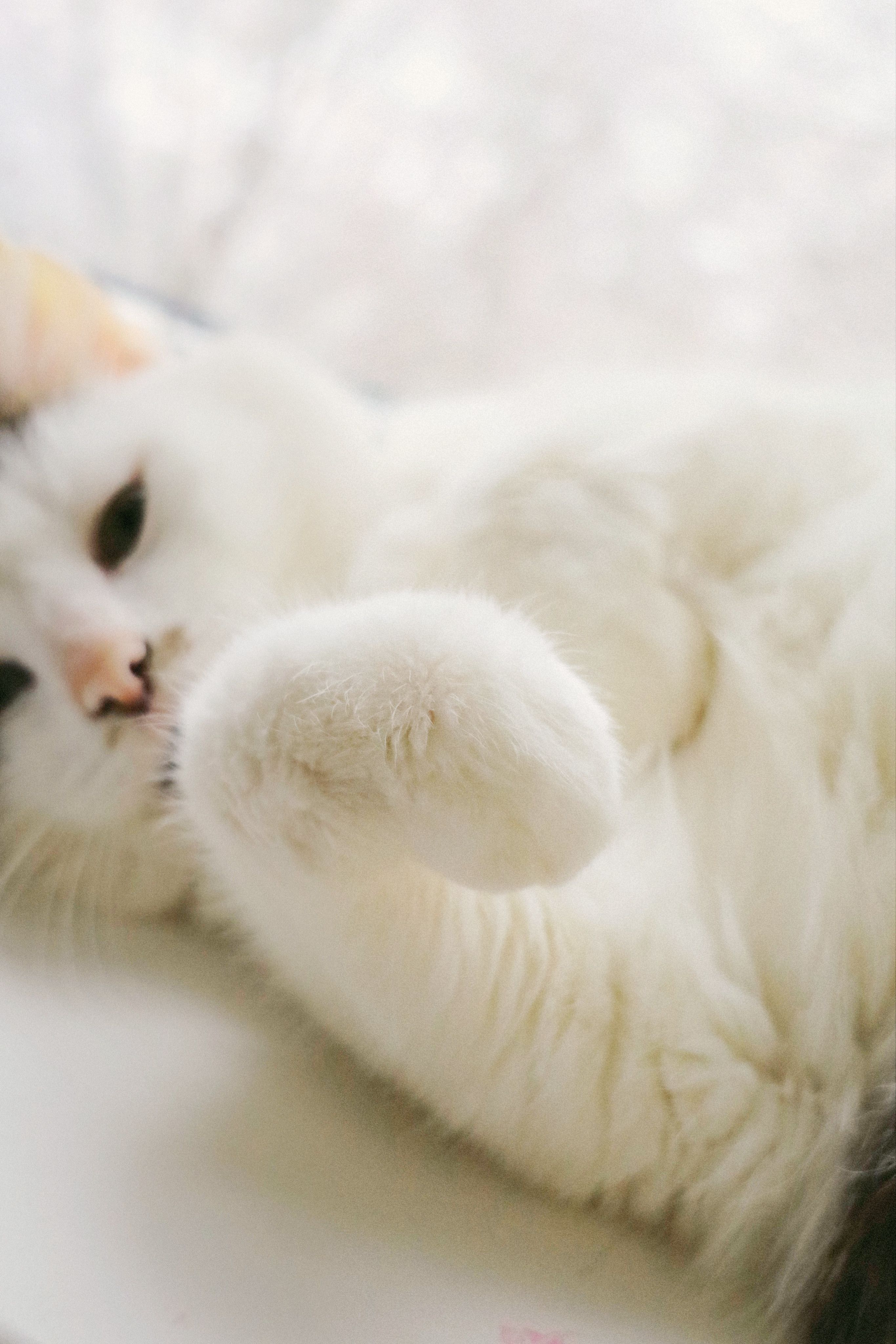 A serene white cat peacefully lying indoors, showcasing its soft fur and playful paw.