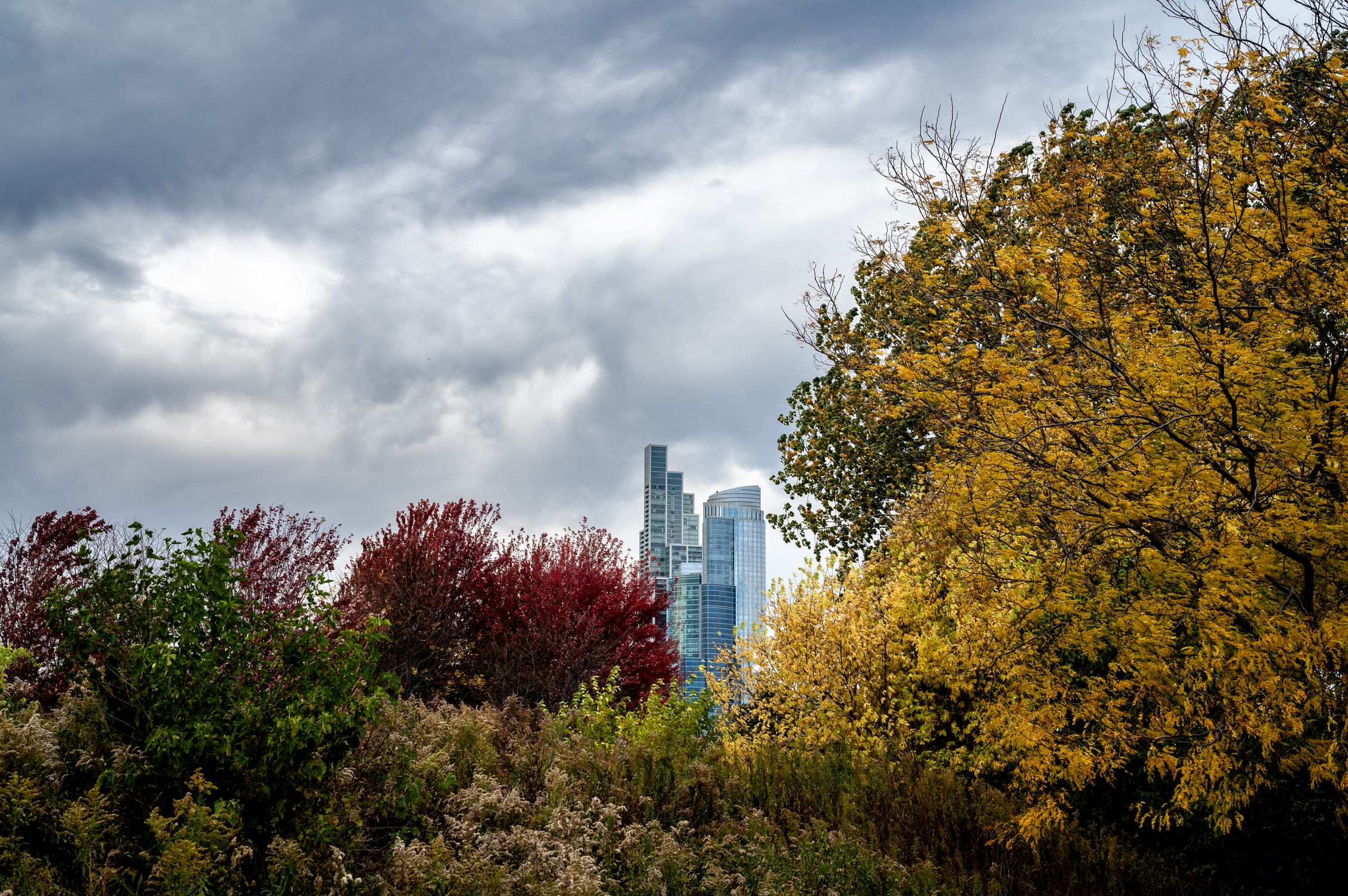 Chocago Fall Dramatic Chicago Skyline with Fall Foliage · Free Stock Photo