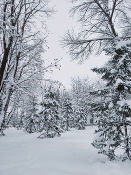 Tranquil winter landscape featuring a snowy forest with tall trees.