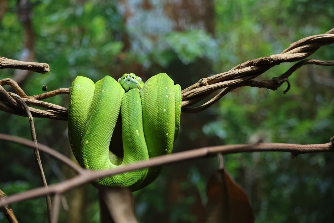 Small Tree Python Close-up of a Green Tree Python in its Natural Habitat · Free Stock Photo