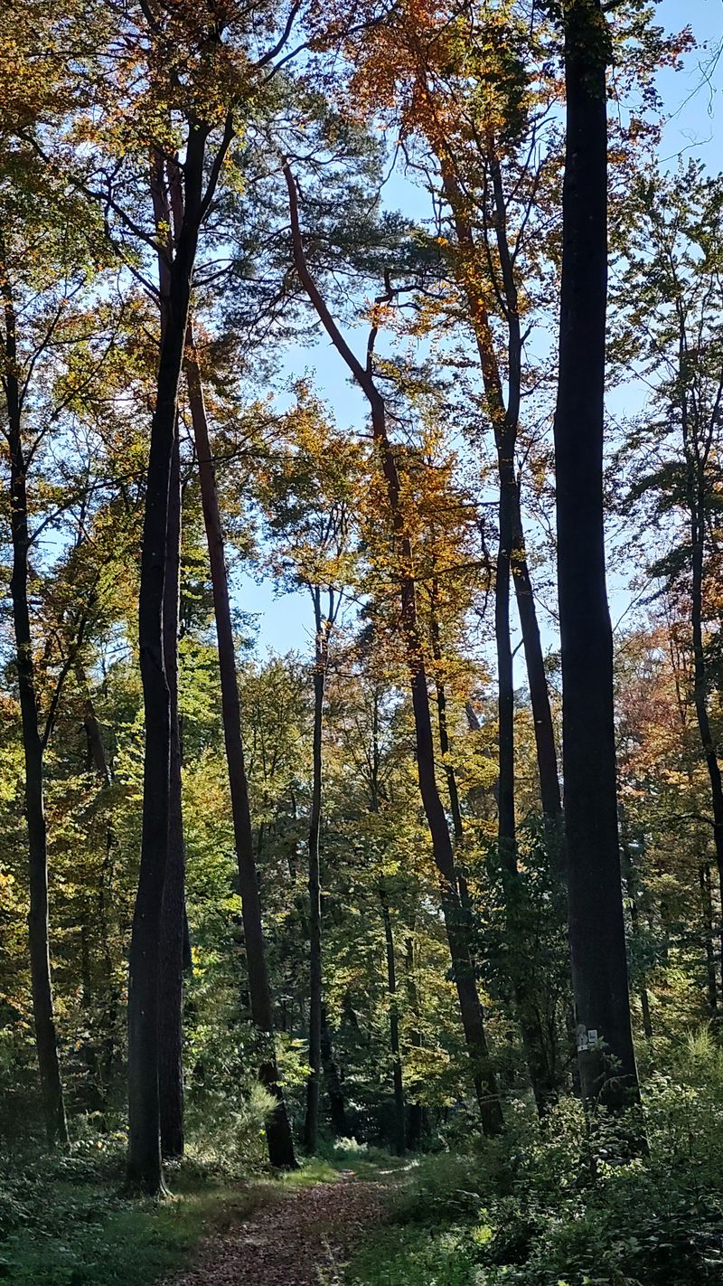 Sonnendurchfluteter Waldweg in Deutschland