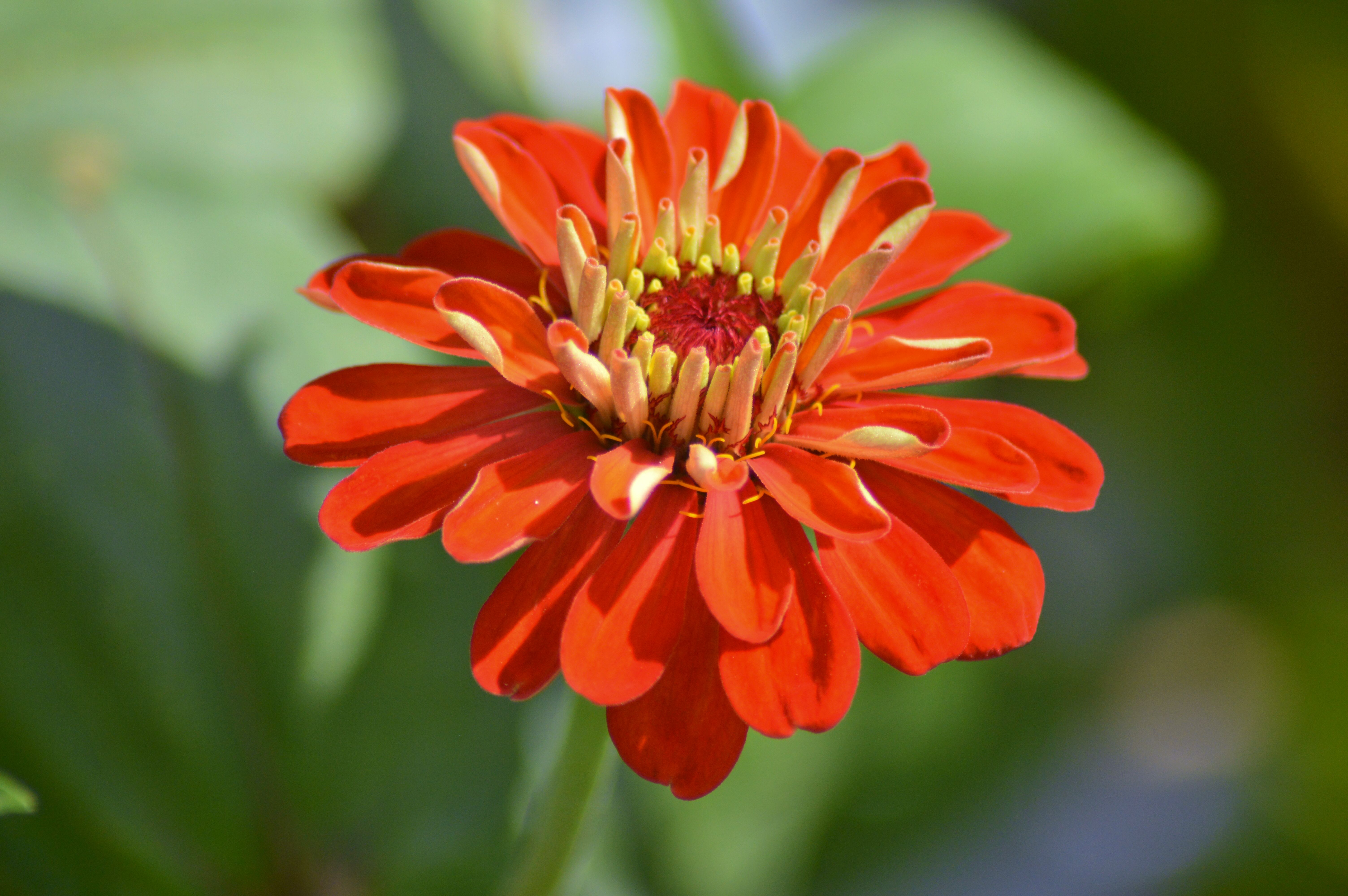 Close-up of a vibrant red zinnia flower in bloom, showcasing vivid petals and natural beauty.