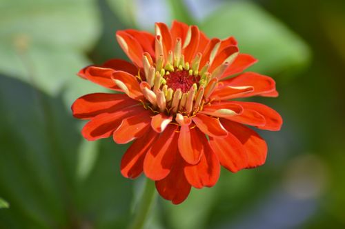 Free Close-up of a vibrant red zinnia flower in bloom, showcasing vivid petals and natural beauty. Stock Photo