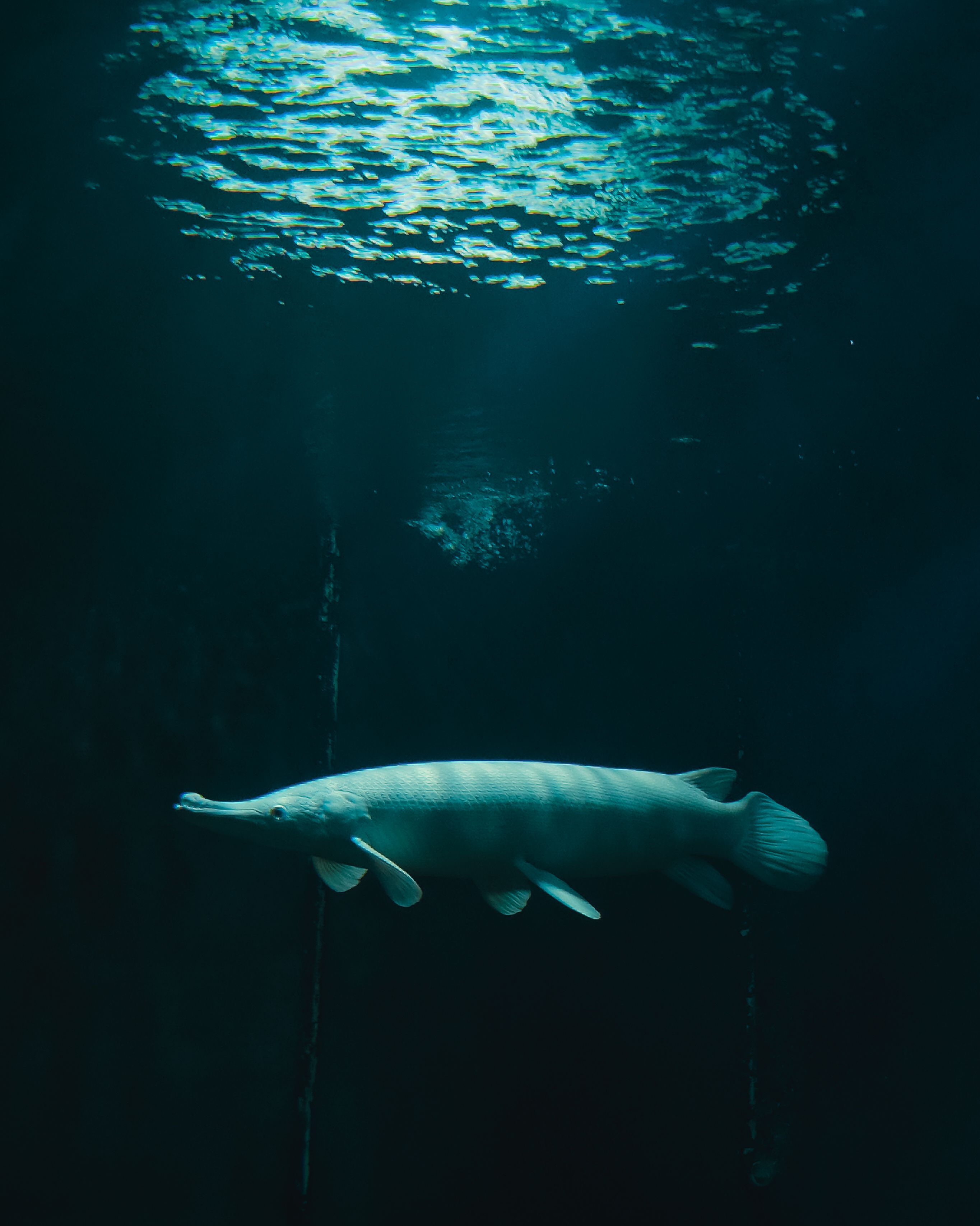 A serene underwater shot of a gars fish swimming gracefully in a dimly lit aquarium.