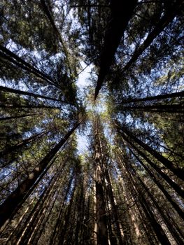 Looking up at a towering forest canopy on a clear day, capturing nature's beauty.
