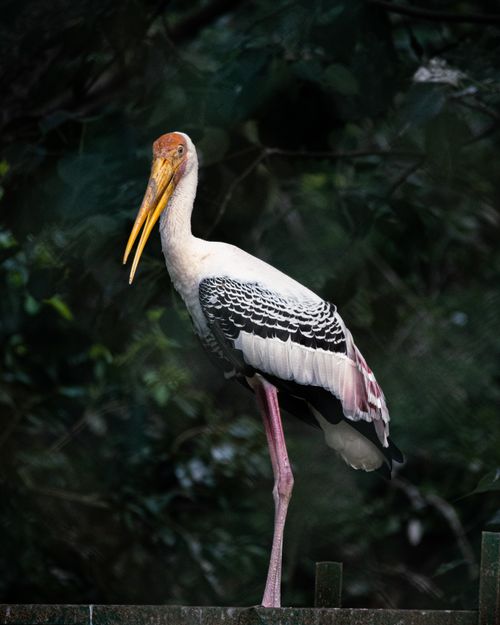 Free Close-up of a painted stork (Mycteria leucocephala) perched on a tree branch in a lush forest setting. Stock Photo