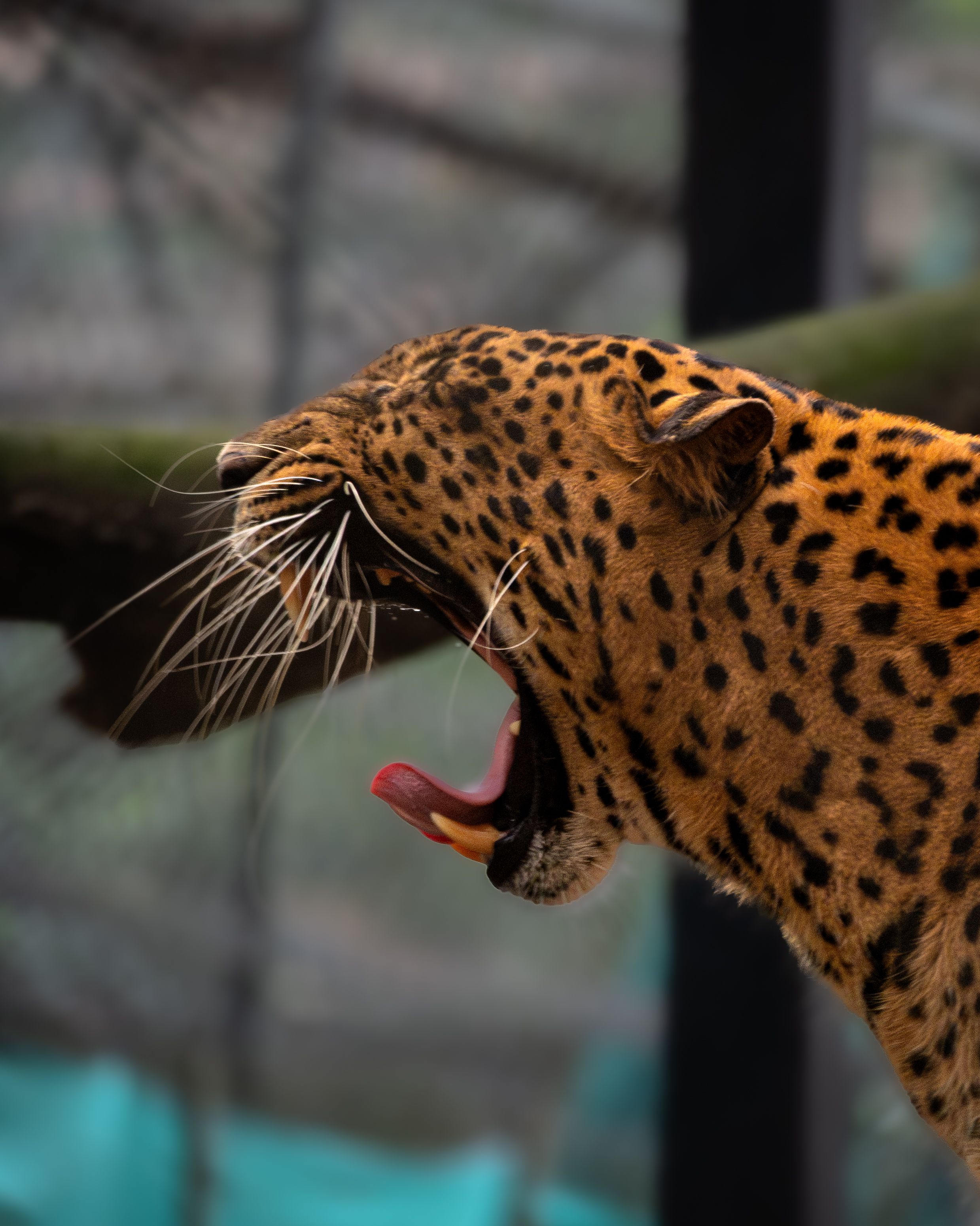 A detailed photograph of a leopard yawning in its zoo enclosure, showcasing its teeth and whiskers.