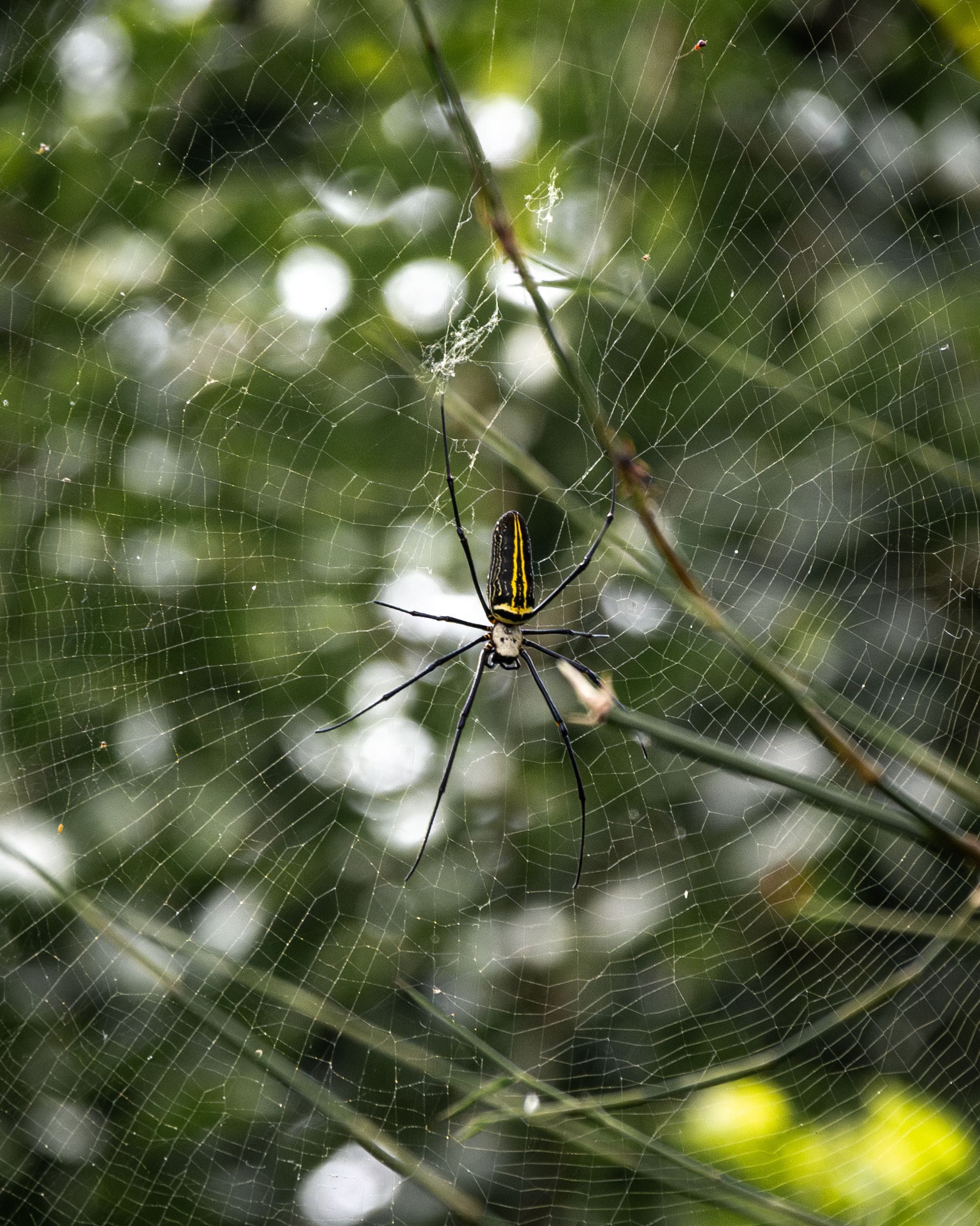 Close-up of an orb-weaver spider in its web outdoors, showcasing nature's intricate design.