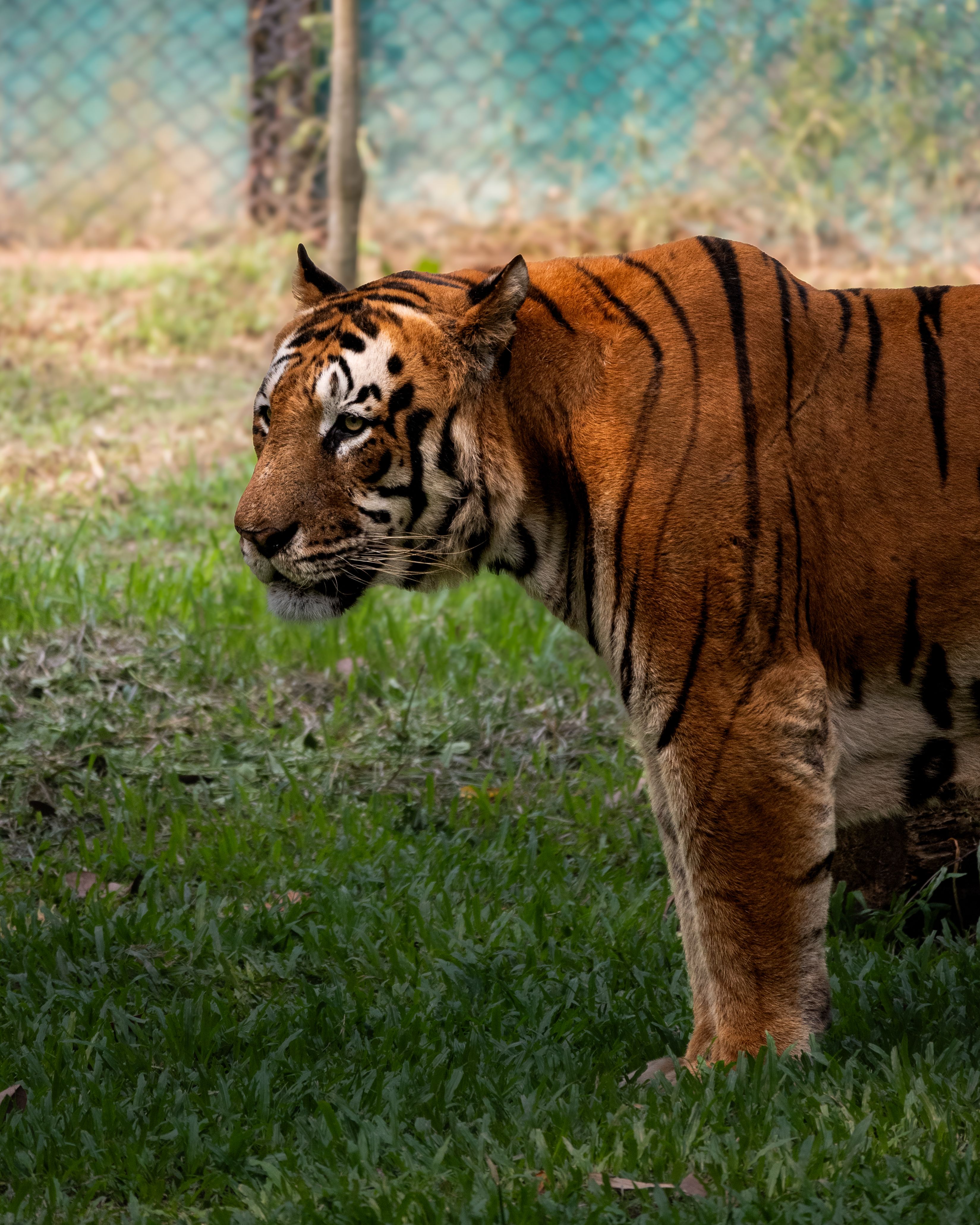 Magnificent Bengal Tiger In Natural Habitat Free Stock Photo