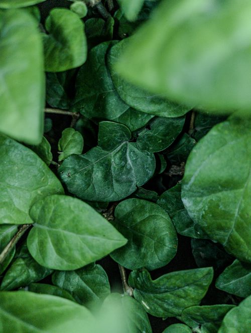 Free Close-up shot of vibrant green ivy leaves. Perfect for nature-themed designs. Stock Photo