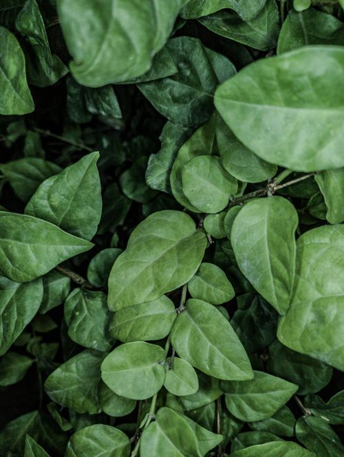 Free Vibrant close-up of lush green leaves showcasing nature's texture and color. Stock Photo