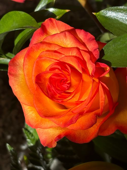Free Close-up of a vibrant orange rose with lush green leaves, beautifully lit. Stock Photo