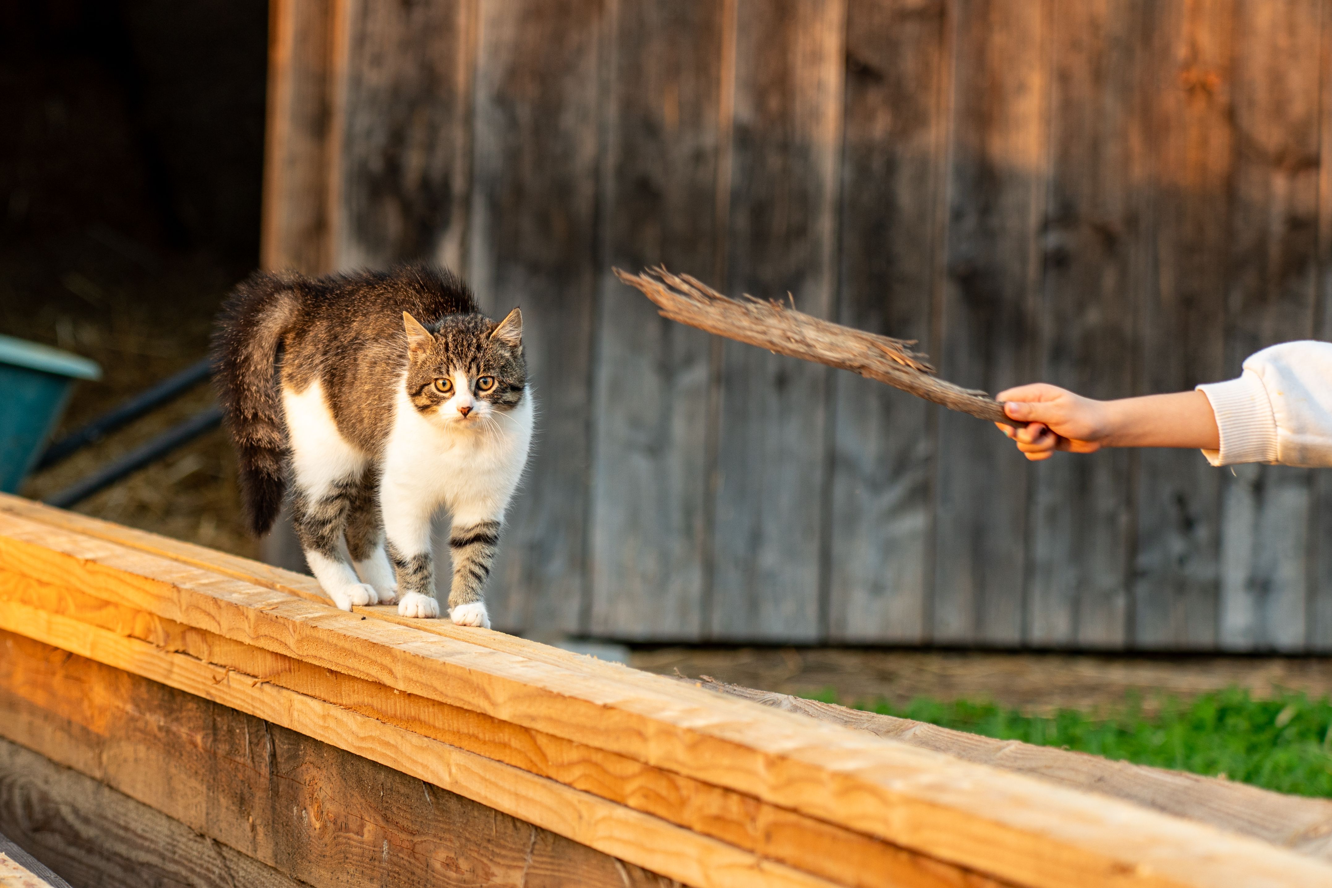 Playful Cat Interaction on Wooden Fence · Free Stock Photo