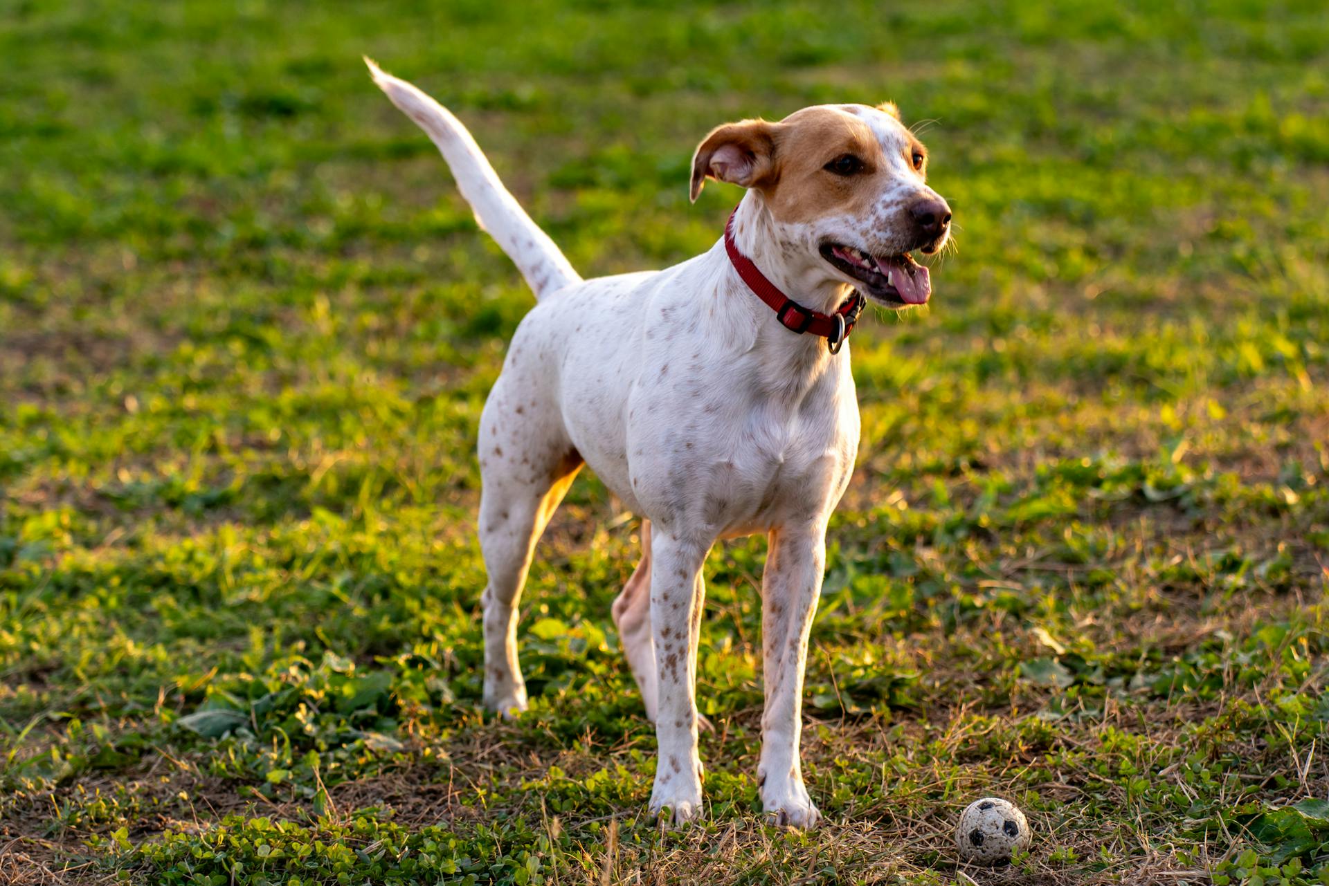 A cheerful brown and white dog with a red collar plays in a sunlit field in Garešnica, Croatia.