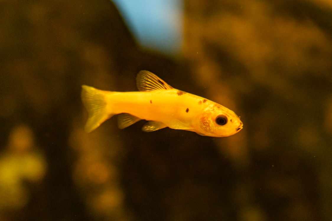 Yellow Color Deep Fish Vibrant Yellow Fish Swimming Underwater · Free Stock Photo