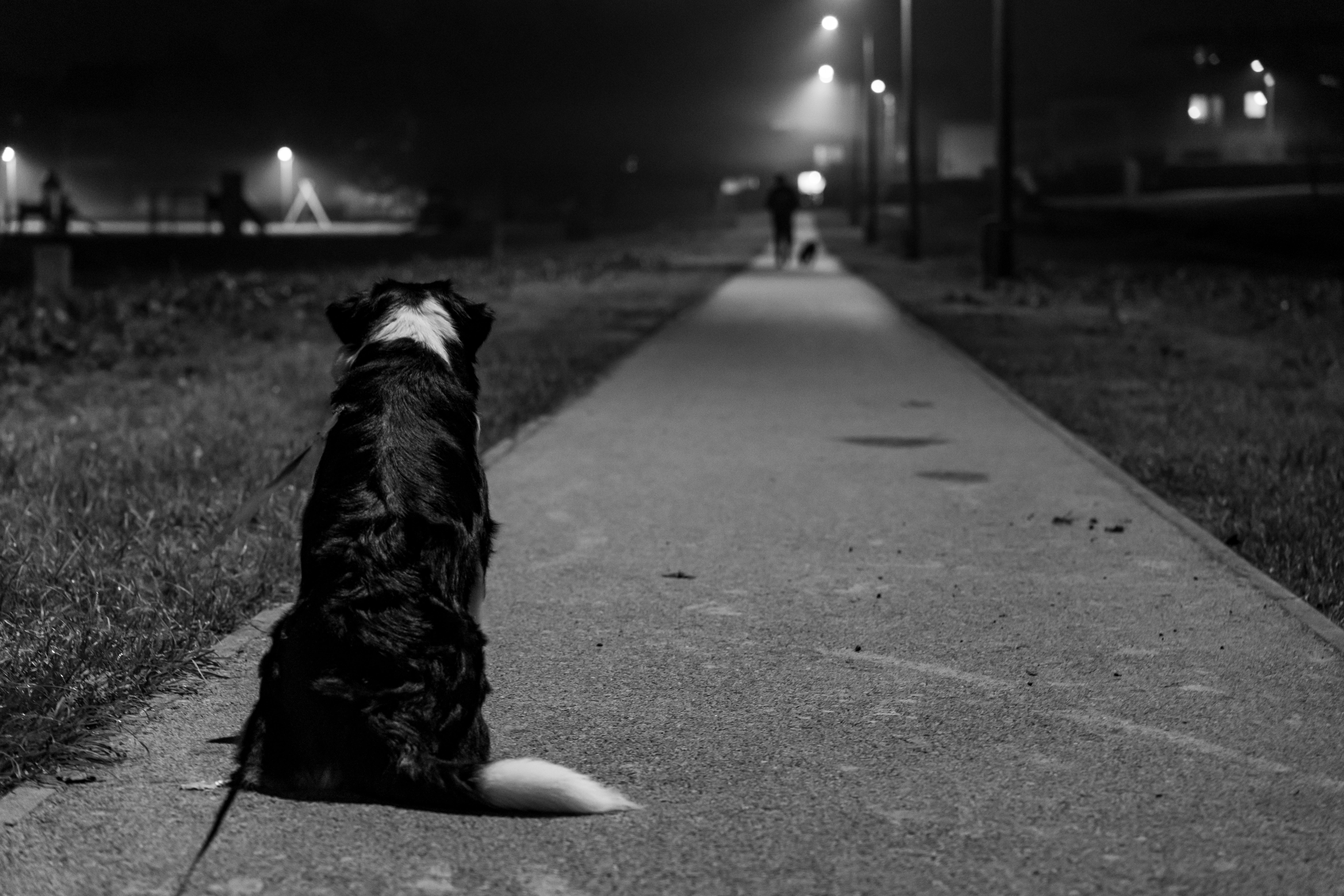 A Border Collie waits alone on a path during a quiet night in Garešnica.
