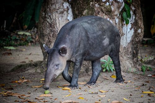 Free Baird's Tapir foraging on the forest floor in Costa Rica's lush wilderness. Stock Photo