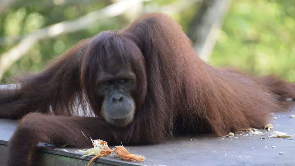 bali zoo orangutan breakfast review: delightful encounter or tourist trap?