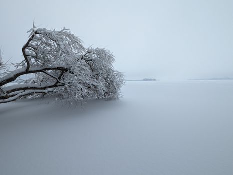 Frosted tree amidst a vast, serene snow landscape under overcast sky, conveying winter tranquility.