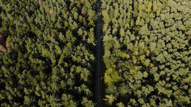 Drone shot of a road surrounded by dense forest in Kintzheim, Grand Est, France.