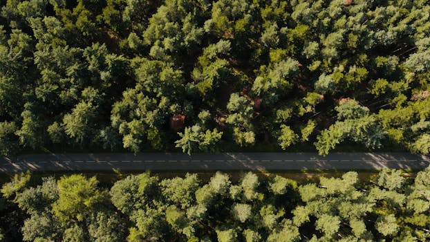 Drone shot of a forest road in Kintzheim, France, surrounded by lush trees.