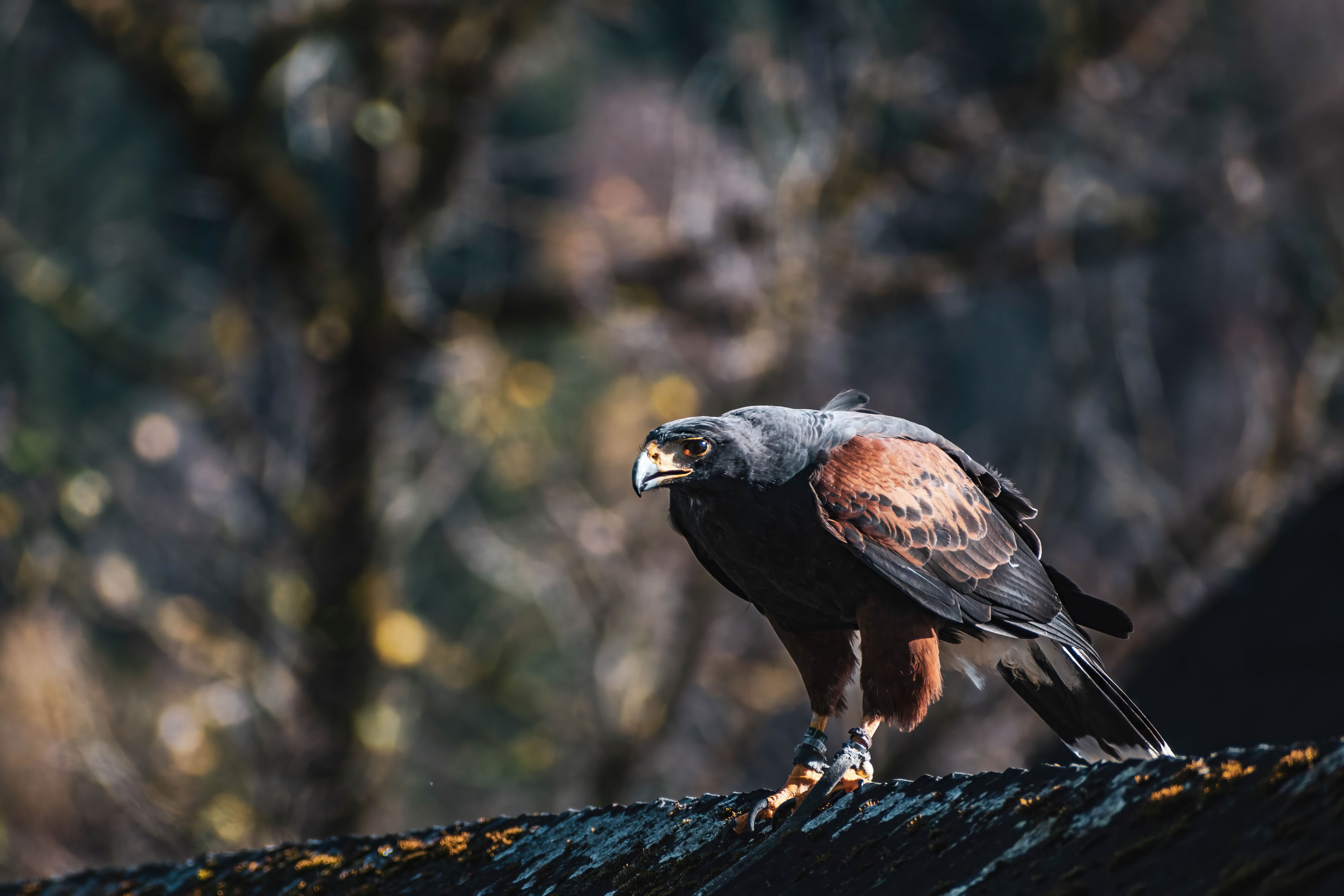 A captivating image of a Harris's hawk perched on a mossy branch in a natural setting.