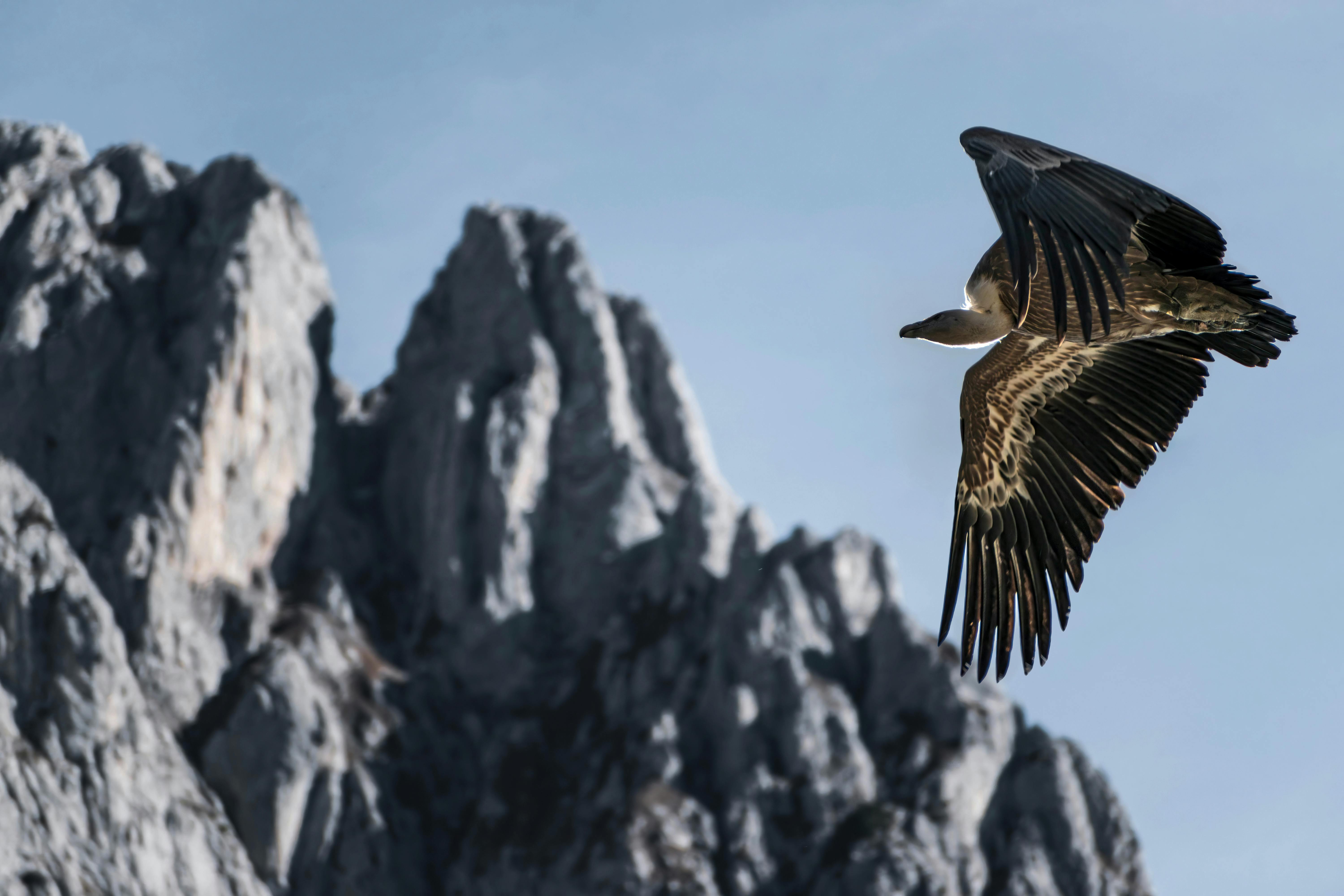 Reintroducerea vulturului grifon în Munții Făgăraș din România