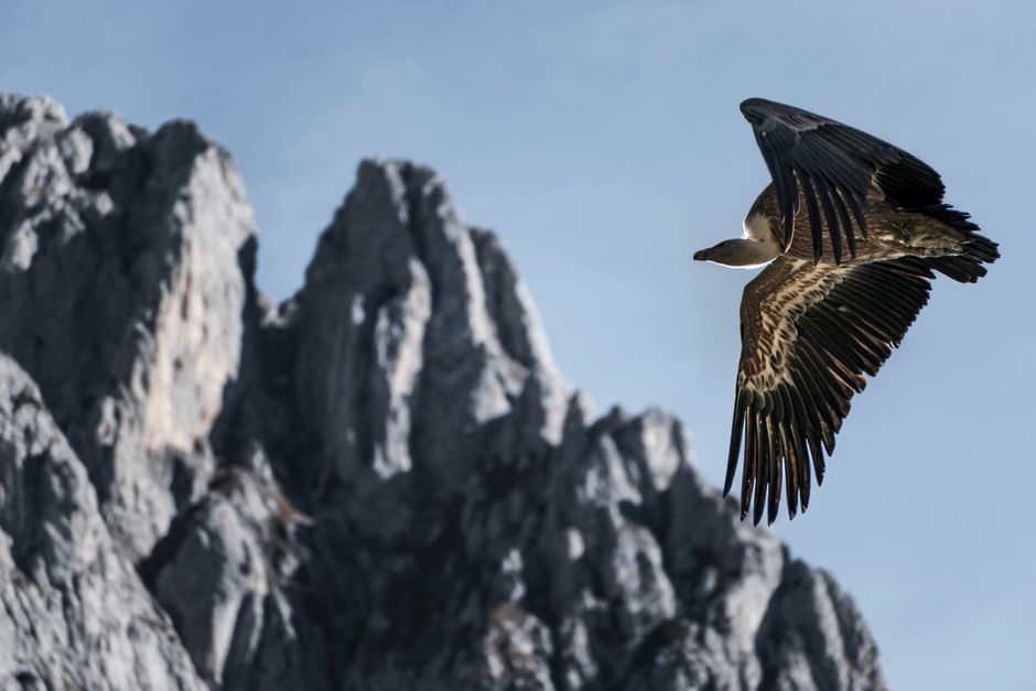 Observation des aigles royaux au Parco delle Orobie