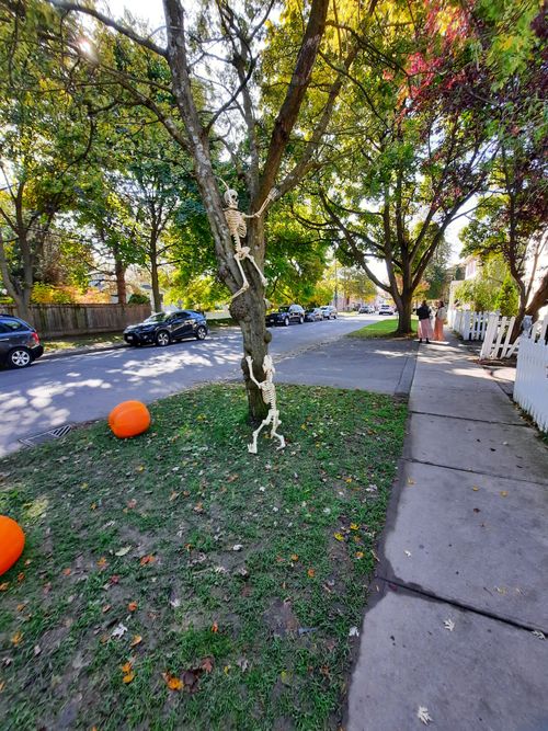 Free Halloween Skeletons Stock Photo