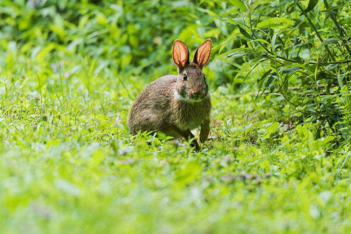 Lush Rabbits Wild Rabbit in Lush Greenery Captured Outdoors · Free Stock Photo