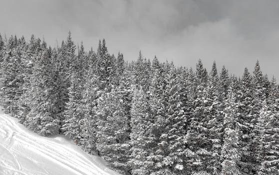 Serene snowy pine forest landscape captured at Copper Mountain, Colorado during winter.