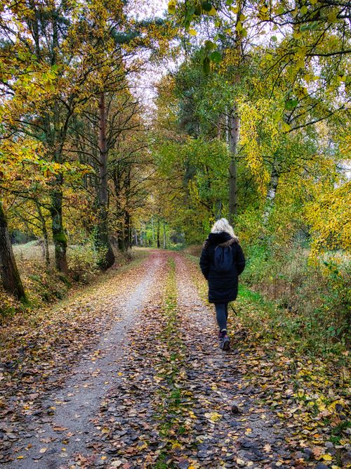 Free A person walks along a leaf-covered path surrounded by vibrant fall foliage. Stock Photo