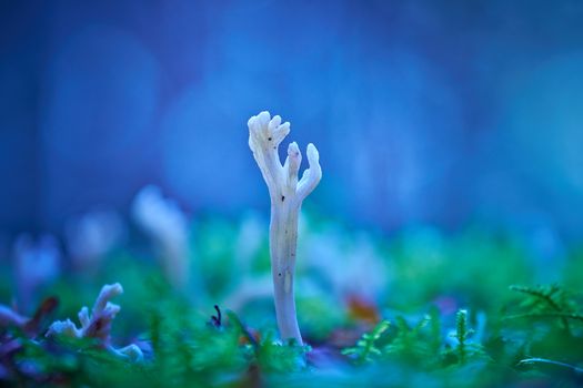 Macro capture of white coral fungus set against vibrant greenery.