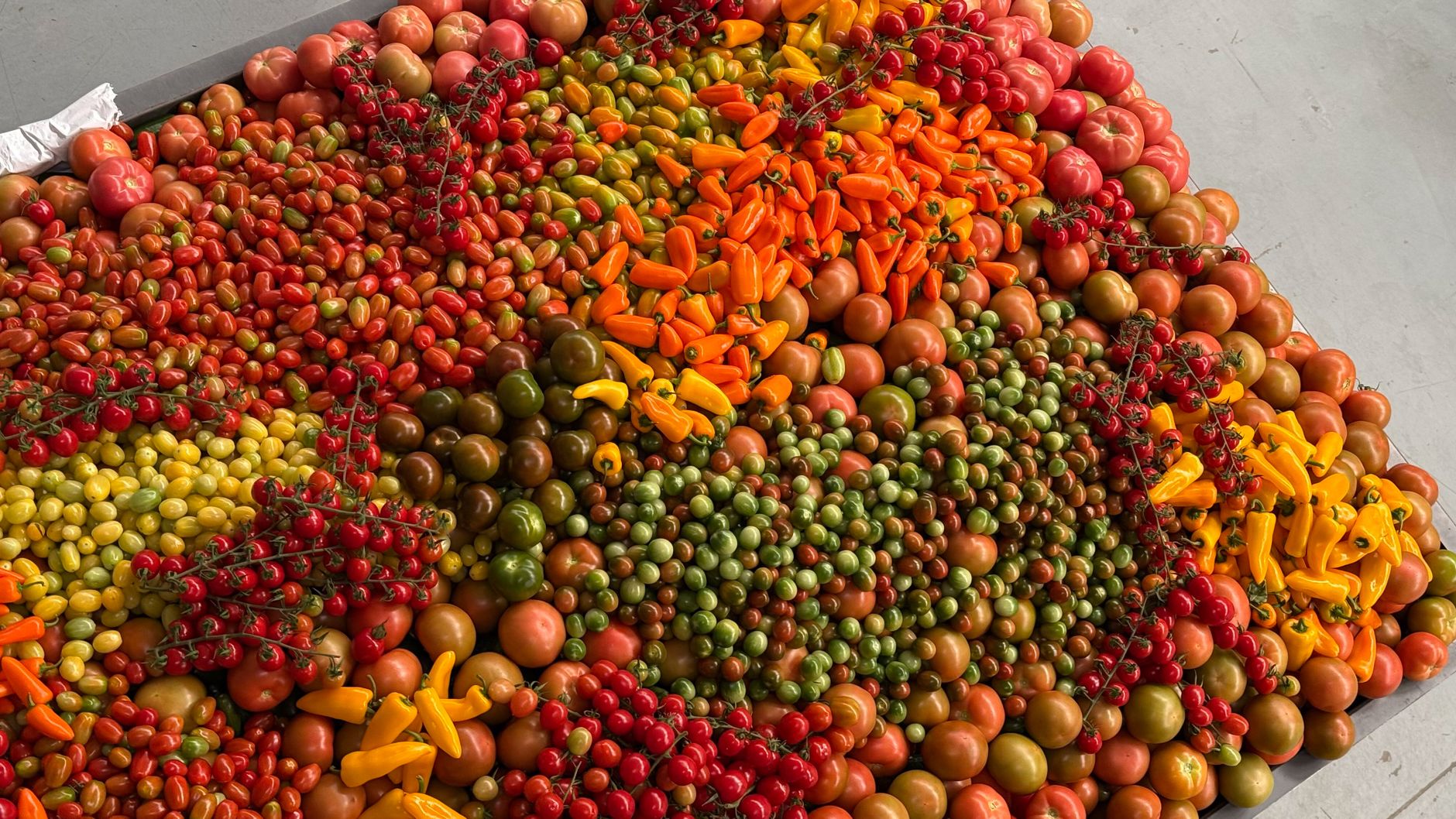 Verduras frescas para saltear Verduras frescas y coloridas