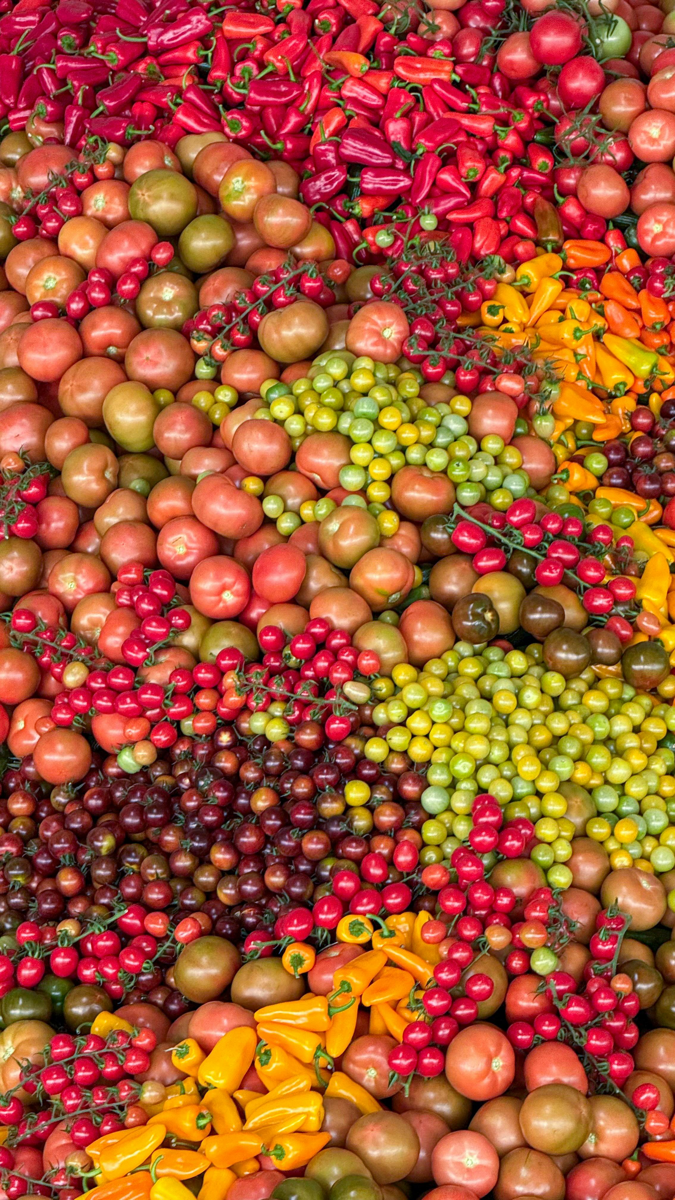 Different tomato varieties