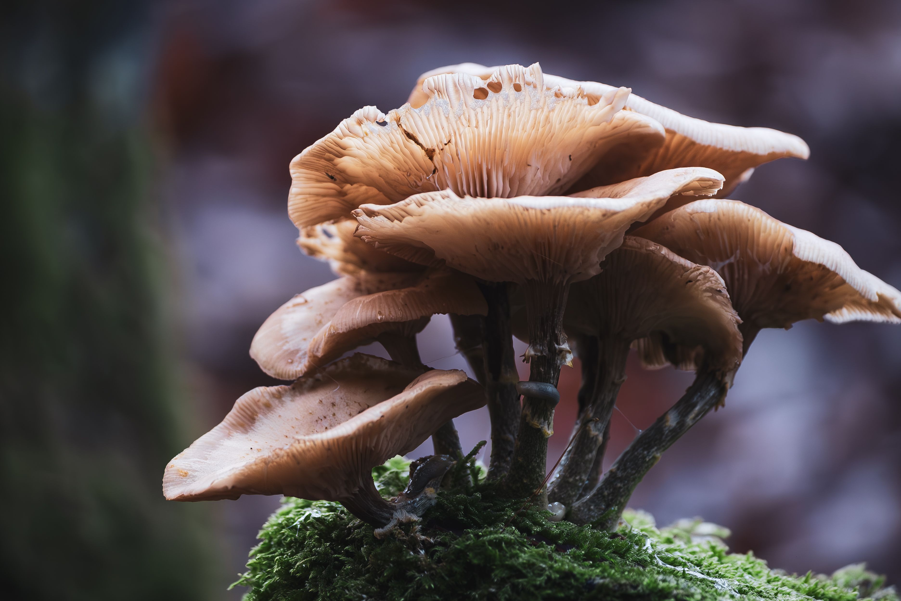 Close-Up of Mushroom Colony in Forest · Free Stock Photo