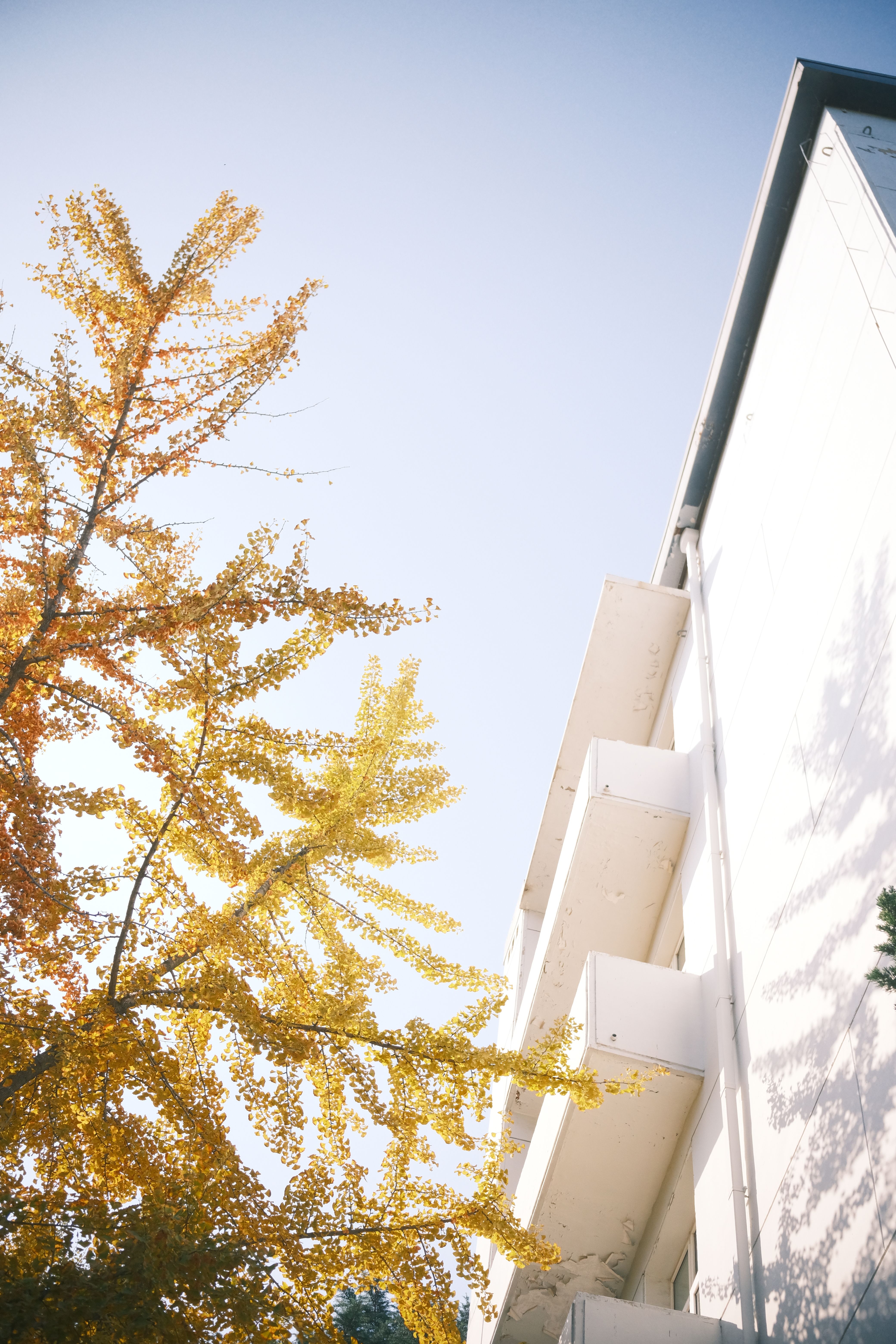 Bright autumn day with yellow leaves against a modern building facade under a clear sky.